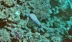 Denne 'porcupinefish' ser vi hver dag på vej ud langs revet. Den står altid på samme sted. Desværre er vandet her ret uklart. Denne 'porcupinefish' ser vi hver dag på vej ud langs revet. Den står altid på samme sted. Desværre er vandet her ret uklart.