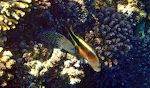 En uidentificeret fisk ved siden af en 'bluespotted grouper', muligvis en slags 'wrasse' (dansk: læbefisk). En uidentificeret fisk ved siden af en 'bluespotted grouper', muligvis en slags 'wrasse' (dansk: læbefisk).