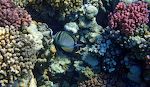 En 'sailfin tang', som hører til familien af 'surgeonfish' ved en af de store muslinger. En 'sailfin tang', som hører til familien af 'surgeonfish' ved en af de store muslinger.