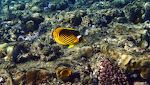 Denne 'Red Sea raccoon butterflyfish' alias 'diagonal butterflyfish' findes kun i det Røde Hav. Denne 'Red Sea raccoon butterflyfish' alias 'diagonal butterflyfish' findes kun i det Røde Hav.