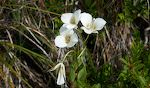 Vi ser også mange 'sego lilies' langs stien. 'Sego lily' er i øvrigt Utah's state flower. Vi ser også mange 'sego lilies' langs stien. 'Sego lily' er i øvrigt Utah's state flower.