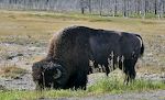 Vi ser endnu en enkelt bison, som går og græsser langs vejsiden. Vi ser endnu en enkelt bison, som går og græsser langs vejsiden.