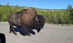Vi er på vej ind i Yellowstone nationalpark, og trafikken går i stå, da en bisonokse krydser vejen. Vi er på vej ind i Yellowstone nationalpark, og trafikken går i stå, da en bisonokse krydser vejen.