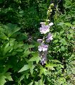 Som repræsentant for de mange flotte blomster langs stien har vi valgt dette billede af en 'wild hollyhock' eller 'vild stokrose'. Vores tur blev ligesom sidst på 13,3 km. Som repræsentant for de mange flotte blomster langs stien har vi valgt dette billede af en 'wild hollyhock' eller 'vild stokrose'. Vores tur blev ligesom sidst på 13,3 km.