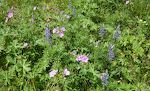 Der er mange blomster langs stien. De mest almindelige er de blå lupiner og de lyserøde 'sticky geranium'. Der er mange blomster langs stien. De mest almindelige er de blå lupiner og de lyserøde 'sticky geranium'.