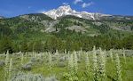 Vi er kommet til Lupine Meadows Trailhead, hvorfra vi starter vores vandretur til Garnet Canyon. Blomsterne på engen er ikke lupiner, men 'monument plants'. Vi er kommet til Lupine Meadows Trailhead, hvorfra vi starter vores vandretur til Garnet Canyon. Blomsterne på engen er ikke lupiner, men 'monument plants'.
