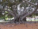 Et 'gummitræ' i Balboa Park. Det er et træ af arten 'Moreton Bay Fig Tree'. Et 'gummitræ' i Balboa Park. Det er et træ af arten 'Moreton Bay Fig Tree'.
