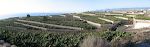 Panorama af terrasser med bananpalmer syd for Playa de San Juan. Panorama af terrasser med bananpalmer syd for Playa de San Juan.