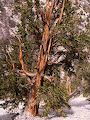 'Bristlecone pines' siges at være verdens ældste levende ting. Det ældste træ er målt til at være 4.700 år gammelt.