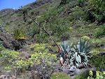 Fra El Drago gik vi ned gennem Barranco de Charco Hondo. Disse kæmpe agaver ses overalt på La Gomera. Fra El Drago gik vi ned gennem Barranco de Charco Hondo. Disse kæmpe agaver ses overalt på La Gomera.