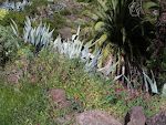 Jo nærmere vi kom til Roque de Argando desto mere frodigt bliver det, og der er en utrolig masse forskellige slags blomster langs stien. Jo nærmere vi kom til Roque de Argando desto mere frodigt bliver det, og der er en utrolig masse forskellige slags blomster langs stien.
