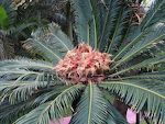 En palme i Los Cancajos. En palme i Los Cancajos.
