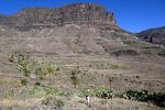 Efter en stejl nedstigning er vi nu i den øvre ende af Barranco de Veneguera, hvor der er et flot område med mange palmer og kaktusser. Efter en stejl nedstigning er vi nu i den øvre ende af Barranco de Veneguera, hvor der er et flot område med mange palmer og kaktusser.