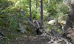 Det sidste stykke af vores loop, som fører os tilbage til Horsethief Lake, følger et vandløb, som hedder Pine Creek. Det er en dårlig sti med mange forhindringer. Det sidste stykke af vores loop, som fører os tilbage til Horsethief Lake, følger et vandløb, som hedder Pine Creek. Det er en dårlig sti med mange forhindringer.