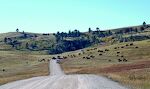 På en sidevej til Wildlife Loop Road ser vi en flok bisoner krydse vejen mellem nogle biler. På en sidevej til Wildlife Loop Road ser vi en flok bisoner krydse vejen mellem nogle biler.