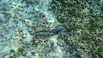 En stor og en lille cornetfish svømmer forbi i høj fart, men jeg når lige at tage et enkelt billede.