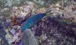 De flotteste er dem med gule pletter på halen. De kaldes 'stoplight parrotfish'.