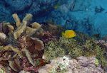 Vi snorkler igen ved Klein Knip, som er blevet vores favoritstrand på denne tur. Den lille gule fisk er faktisk en 'blue tang' som ung.