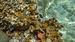 Endnu engang en 'yellowtail damselfish' ved 'blade fire coral'. Disse fisk kaldes også 'jewelfish'. Endnu engang en 'yellowtail damselfish' ved 'blade fire coral'. Disse fisk kaldes også 'jewelfish'.