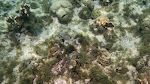 En 'smooth trunkfish' med sit karakteristiske 'honeycomb' mønster. De ses overalt. En 'smooth trunkfish' med sit karakteristiske 'honeycomb' mønster. De ses overalt.