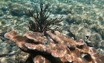 En 'bluehead wrasse' ved en blok af 'elkhorn coral'. Korallerne ved Playa Lagun ser stort set ud, som vi husker det fra 2016, men der er ikke nær så mange fisk, som der var. En 'bluehead wrasse' ved en blok af 'elkhorn coral'. Korallerne ved Playa Lagun ser stort set ud, som vi husker det fra 2016, men der er ikke nær så mange fisk, som der var.