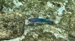 De farverige papegøjefisk er altid flotte at kigge på. De findes allevegne, og der er mange forskellige slags. Her ses en 'princess parrotfish'. De farverige papegøjefisk er altid flotte at kigge på. De findes allevegne, og der er mange forskellige slags. Her ses en 'princess parrotfish'.