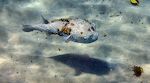 Vi ser en stor 'porcupine fish' ved Playa Grandi med nogle mærkelige vækster på kroppen, som muligvis består af alger. Vi ser en stor 'porcupine fish' ved Playa Grandi med nogle mærkelige vækster på kroppen, som muligvis består af alger.