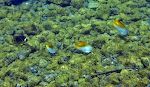 Tre 'threadfin butterflyfish' og en 'raccoon butterflyfish'.