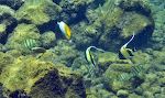 To flotte 'moorish idols' i højre side, to 'threadfin butterflyfish' foroven og en gruppe 'convict tangs' nederst.