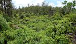 Store dele af området er dækket af klatrebregner ('uluhe'). Nabokvartererne hedder da også Fern Forest og Fern Acres.