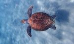 Skildpadderne er der også stadigvæk. Denne her er set ved Playa Forti.