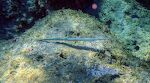 Den flotteste fisk, vi ser, er denne 'blue-spotted cornetfish', som er ca. en meter lang. Vi så flere af dem i vores lille bugt.