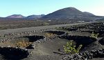 Vi kører nordpå gennem La Geria, hvor man dyrker vin i skærmede huller i lavaen. Vi kører nordpå gennem La Geria, hvor man dyrker vin i skærmede huller i lavaen.