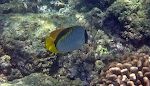 Nærbillede af en 'lined butterflyfish'.