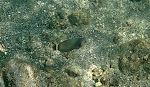 Her ses hovedet på en 'rockmover wrasse' med de karakteristiske striber.