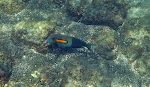 Vandet ved Richardson Ocean Park er en smule uklart, men der er mange fisk. Her ses en 'orangeband surgeonfish'.