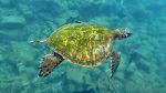 Det er et lille eksemplar af en 'green turtle', som på hawaiiansk hedder 'honu'.