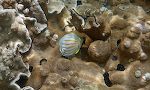 En 'ornate butterflyfish' mellem korallerne.
