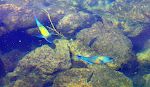 Disse to farverige 'saddle wrasses' er fotograferet samme sted og på samme måde.