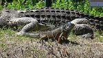 Denne alligator er en attrap, men leguanen er levende.