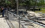 Det er fodringstid i den store 'alligator breeding pond'.