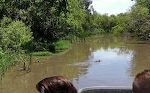 Se video fra airboat turen på <moyn.dk/florida2014.html @ //moyn.dk/florida2014.html>. De næste 3 billeder er taget fra videoen.