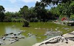 Vi besøger Everglades Alligator Farm.