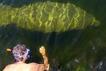 Vi har fået besøg af en søko, som på engelsk hedder en manatee.