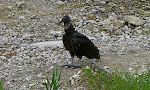 En sort grib ('black vulture'). Der findes også kalkungribbe ('turkey vultures'), som har et rødt hovede.