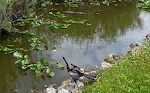 Et billede med en anhinga og en alligator er en passende afslutning på Anhinga Trail.