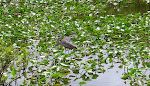 En hejre ('blue heron') er ved at komme lidt tæt på en alligator.
