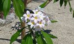 Vi kommer forbi en have med et flot frangipani træ.
