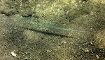 En 'cornetfish', som er mindst 1½ m lang. Desværre løb kameraets batteri tørt, lige da jeg kom rigtigt tæt på denne meget flotte fisk. En 'cornetfish', som er mindst 1½ m lang. Desværre løb kameraets batteri tørt, lige da jeg kom rigtigt tæt på denne meget flotte fisk.