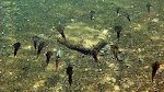 Vi ser en stime af blæksprutter ('squids'), som er noget større end dem vi så ved Grote Knip. Den ene skifter farve. Vi ser en stime af blæksprutter ('squids'), som er noget større end dem vi så ved Grote Knip. Den ene skifter farve.